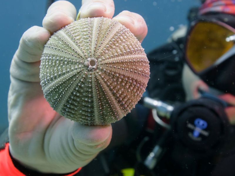 Diving Escape in Costa Rica