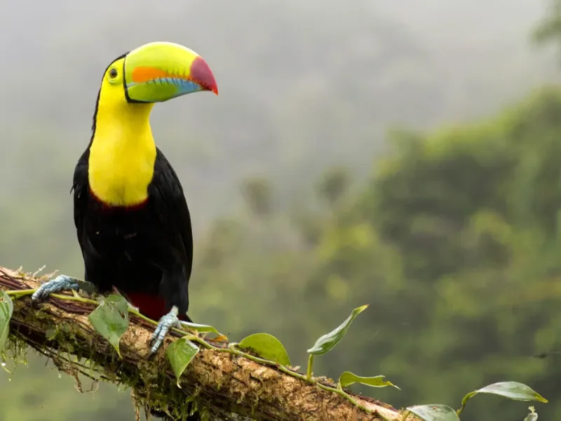 Discover the Wonders of Costa Rica