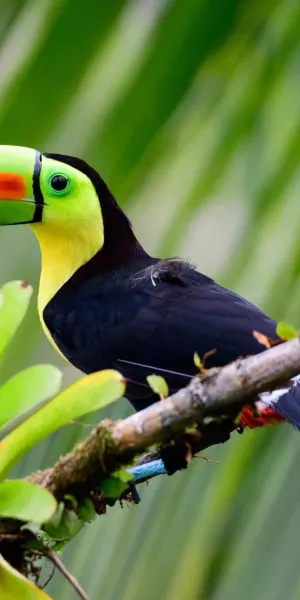 Natural Treasures of Costa Rica