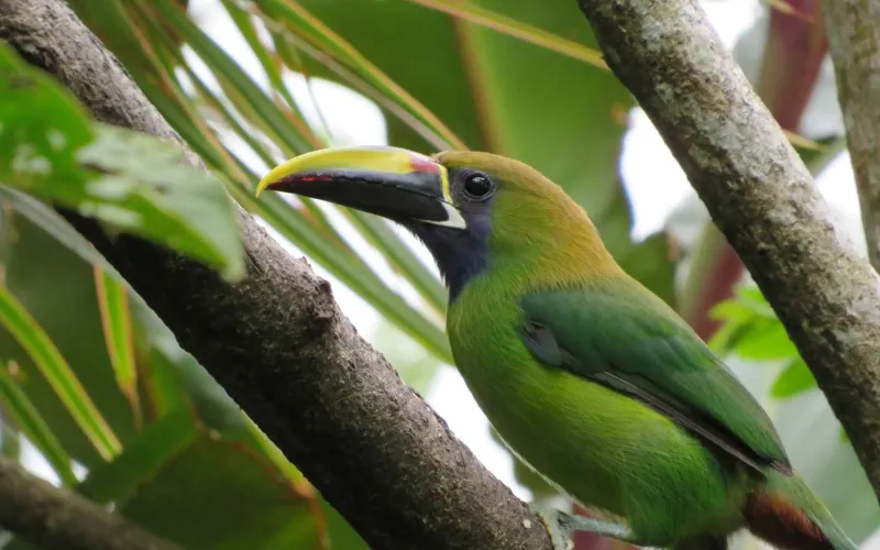 The Forest Canopy Circuit: A Paradise for Bird Lovers