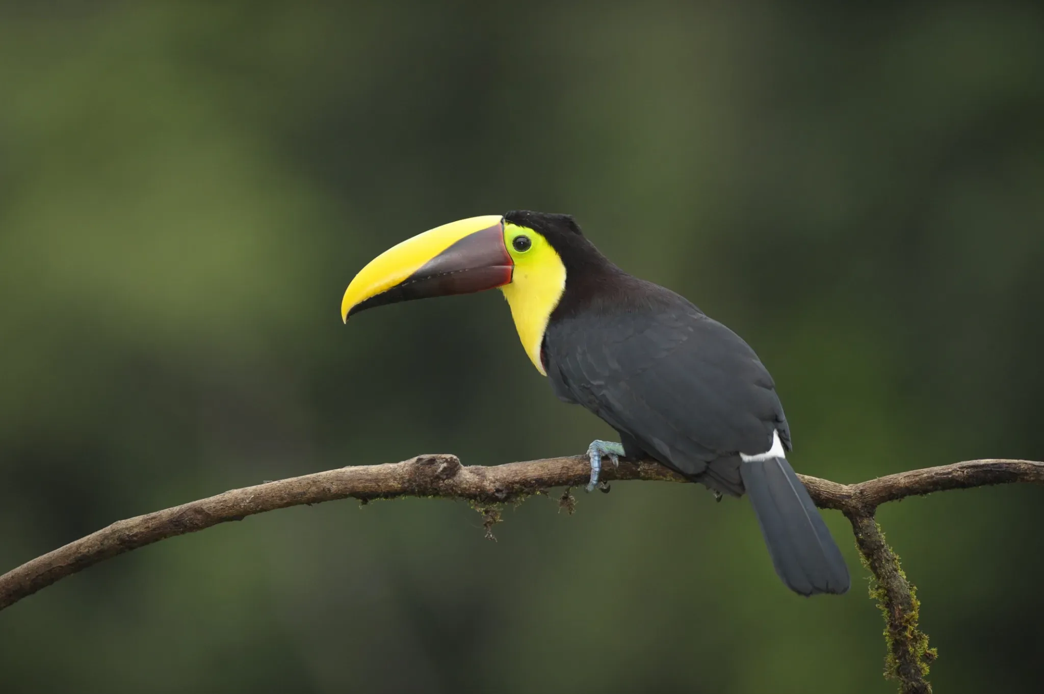Chestnut-mandibled toucan perched in Costa Rica