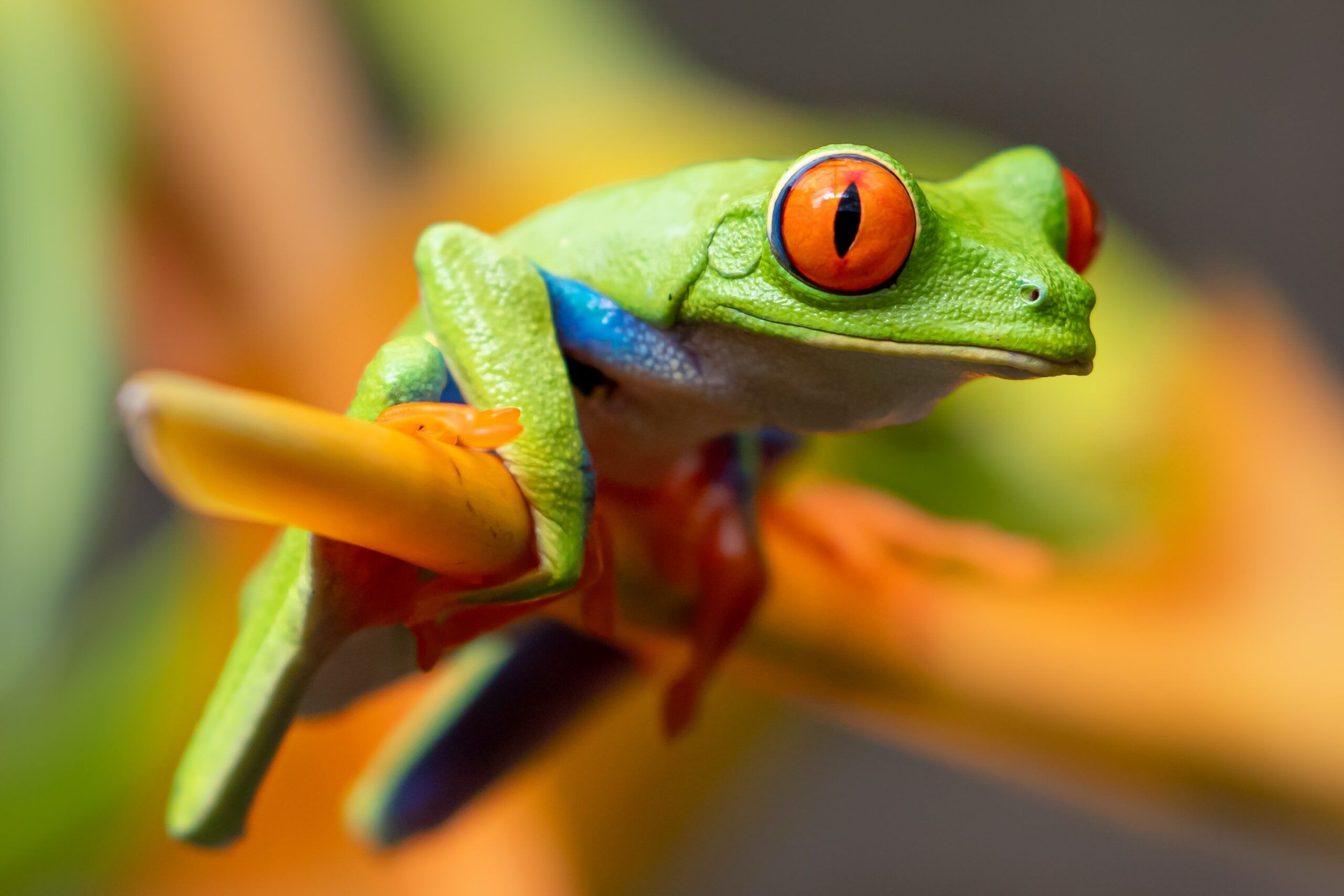Nature and Wildlife