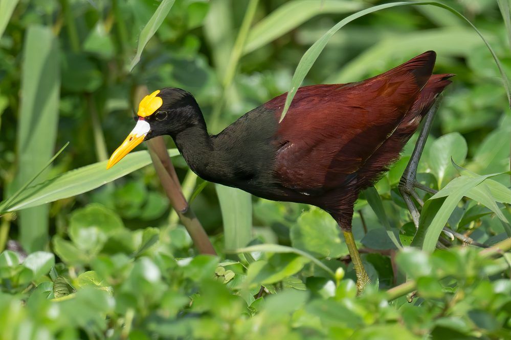 Jacana in de wetlands van Costa Rica
