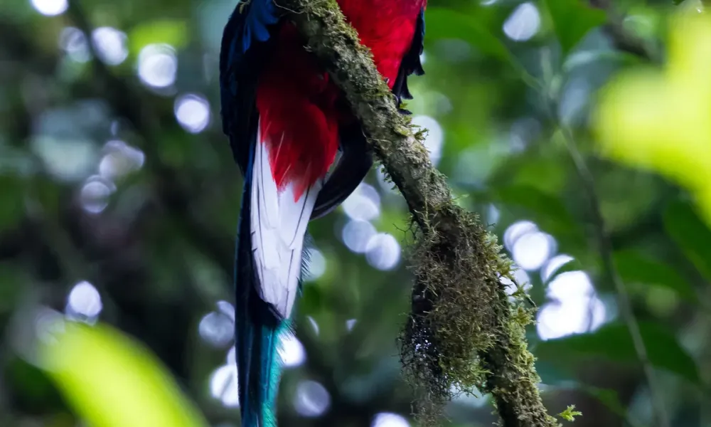 Vogelbeobachtung in Costa Rica: die besten Orte und Reisezeiten