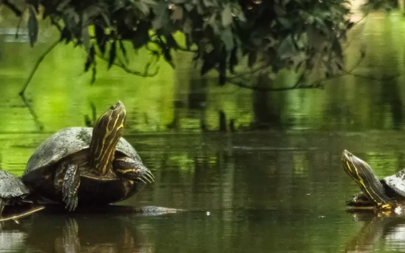 Slow travel in Costa Rica: perché prendersi tempo rende il viaggio migliore