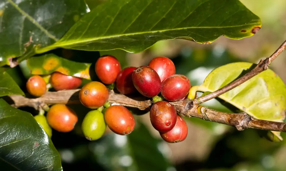 Kaffee in Costa Rica: Von der Plantage in die Tasse
