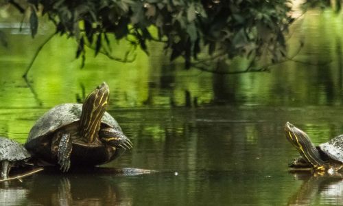 Slow Travel in Costa Rica: Why Taking Your Time Makes the Trip Better