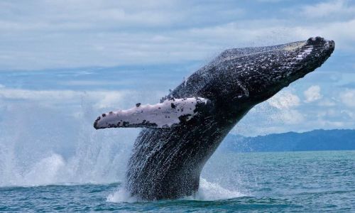 Costa Rica All-Inclusive vs Tailor-Made: Which Is Better?