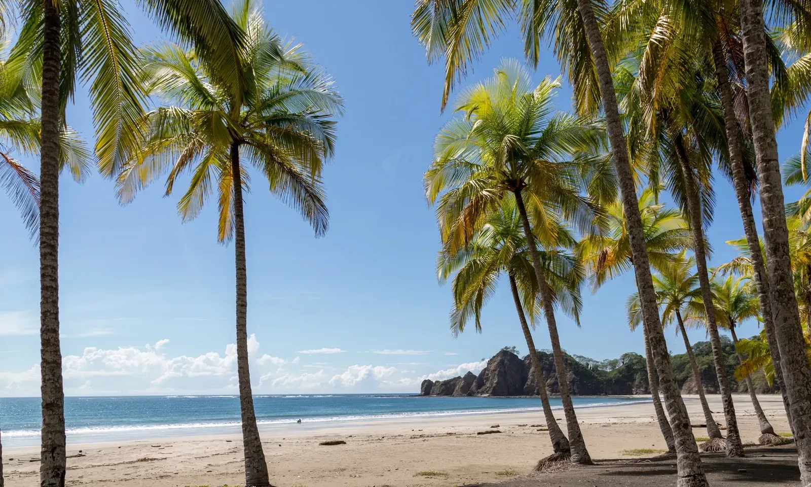 Palm-lined beach under a blue sky on the Pacific coast of Costa Rica