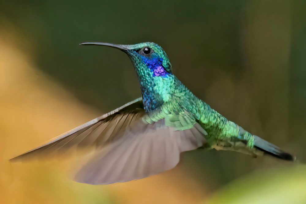 Groene kolibrie in vlucht in Costa Rica