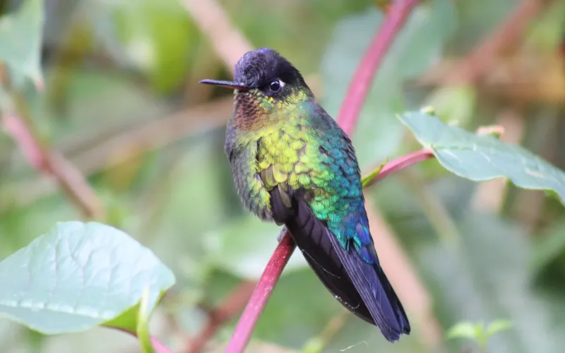Discovering the Avifauna of Costa Rica.