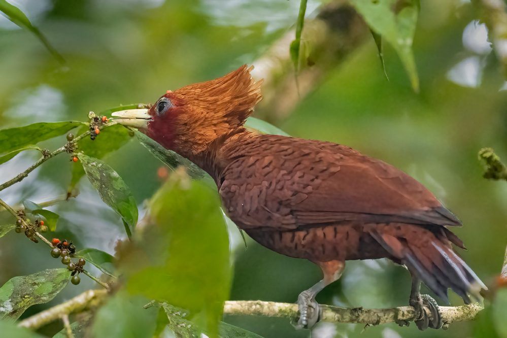Kastanjespecht die bessen eet in het regenwoud van Costa Rica