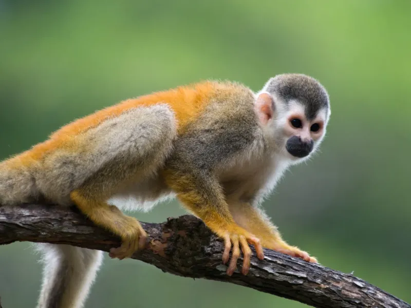 Squirrel monkey perched on a branch, displaying its distinct orange and white fur.