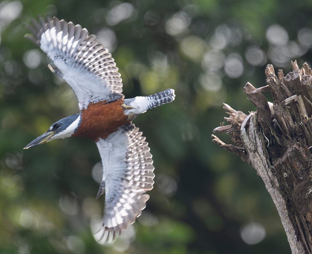 Ringed Kingfisher in vlucht in Costa Rica