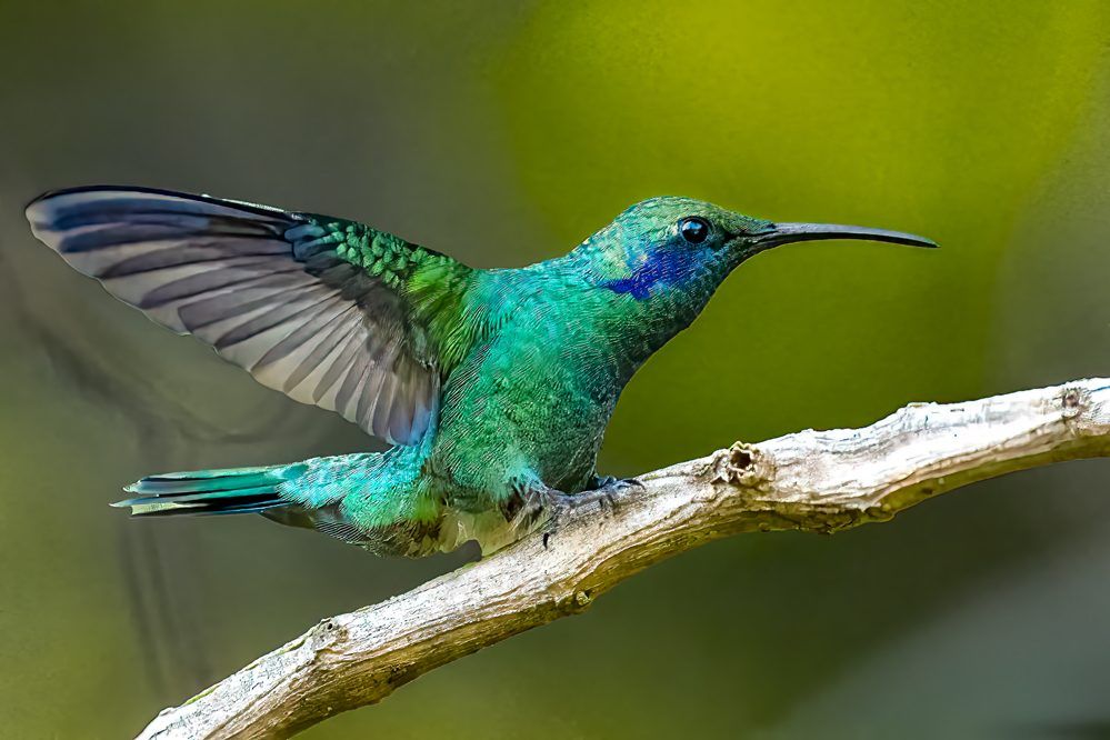Kolibrie met gespreide vleugels op een tak in Costa Rica