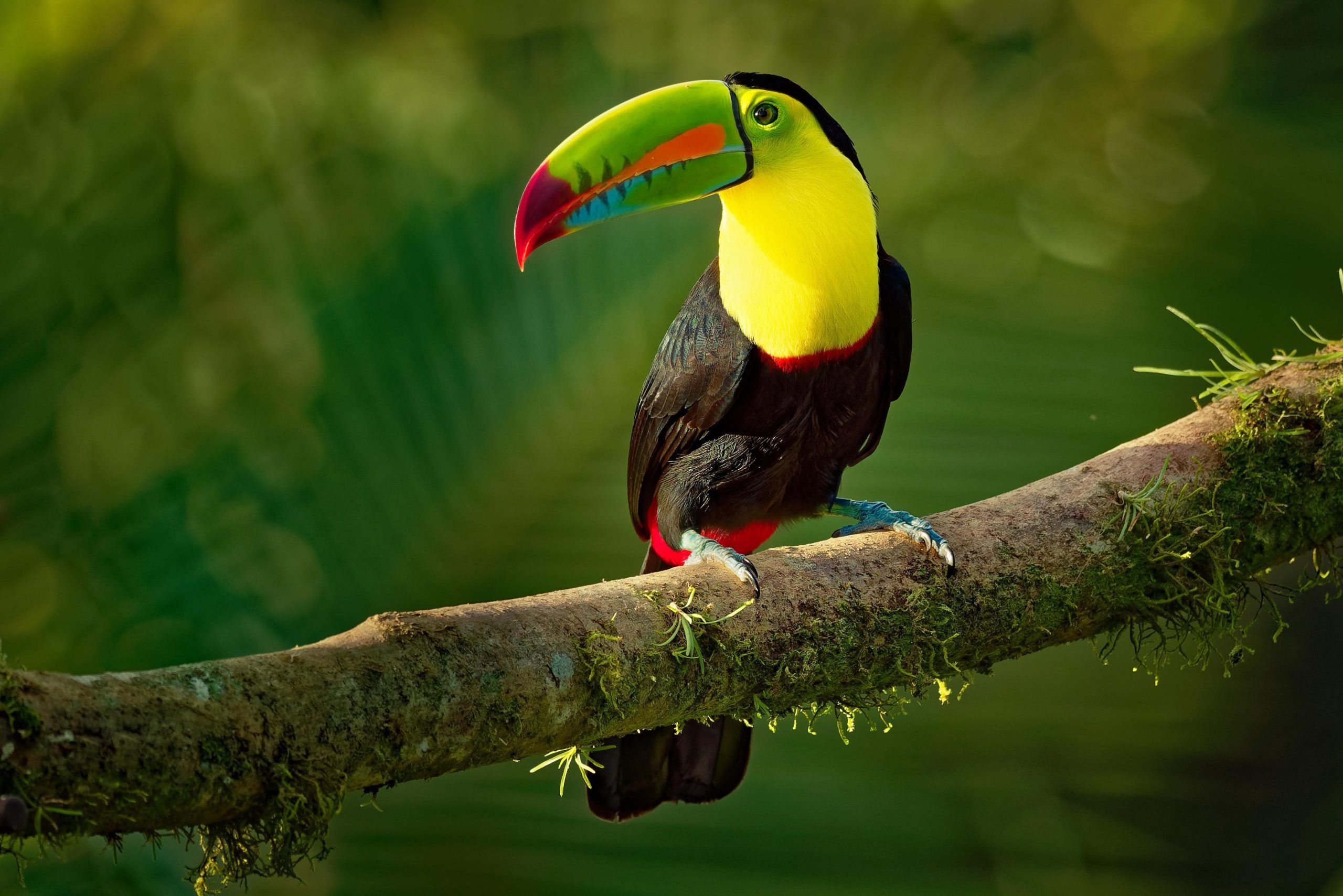 Tucán de colores vivos en el trópico de Costa Rica