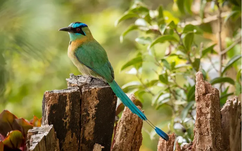 Guided Tour to Monteverde Reserve