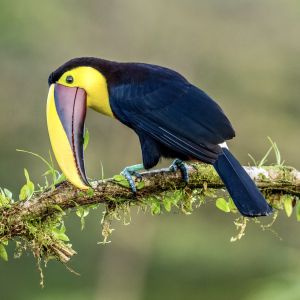 Costa Rica Pura Vida