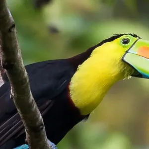 Manuel Antonio entdecken: Costa Ricas beste Strände, Naturpfade und Tiererlebnisse