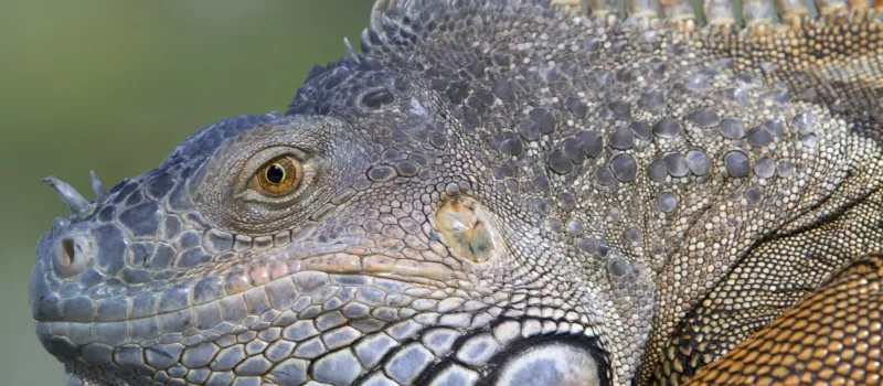 Wandelen door het vulkanische landschap van Rincón de la Vieja
