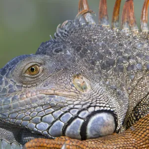 Costa Rica Buiten de Gebaande Paden: Jungles, Wetlands & Wilde Kust