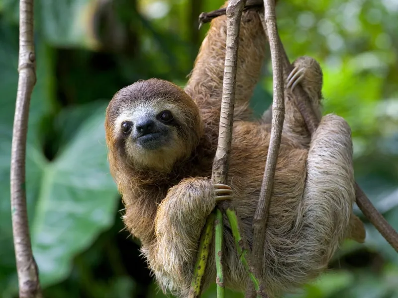 sloth