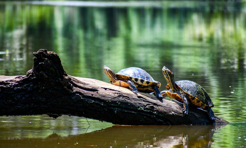 Costa Rica’s Caribbean Coast: Tortuguero, Cahuita & Puerto Viejo