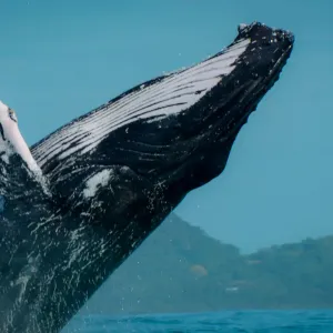 Erleben Sie den Zauber der kommenden Walsaison in Costa Rica