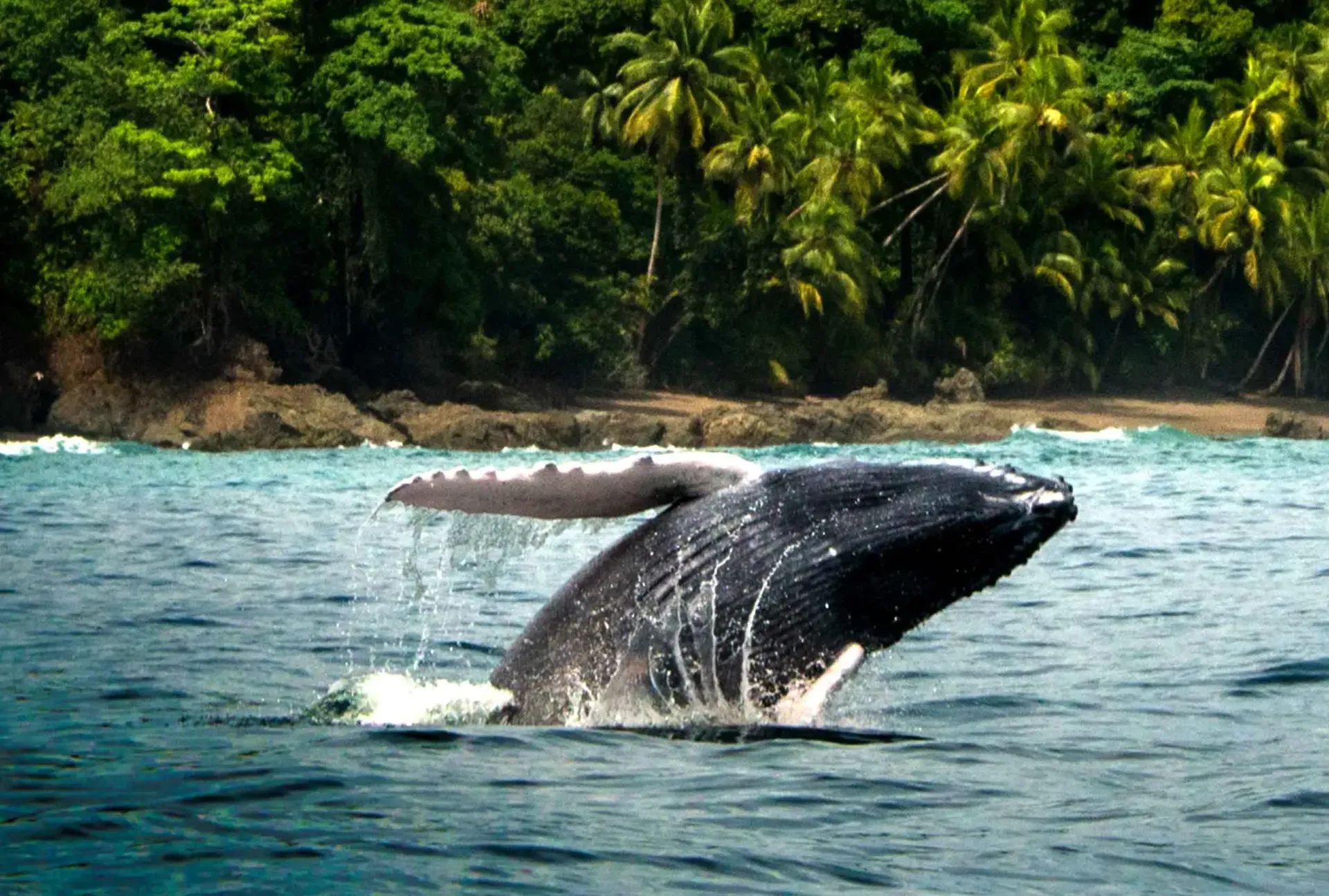 Beautiful humpback whale breaching