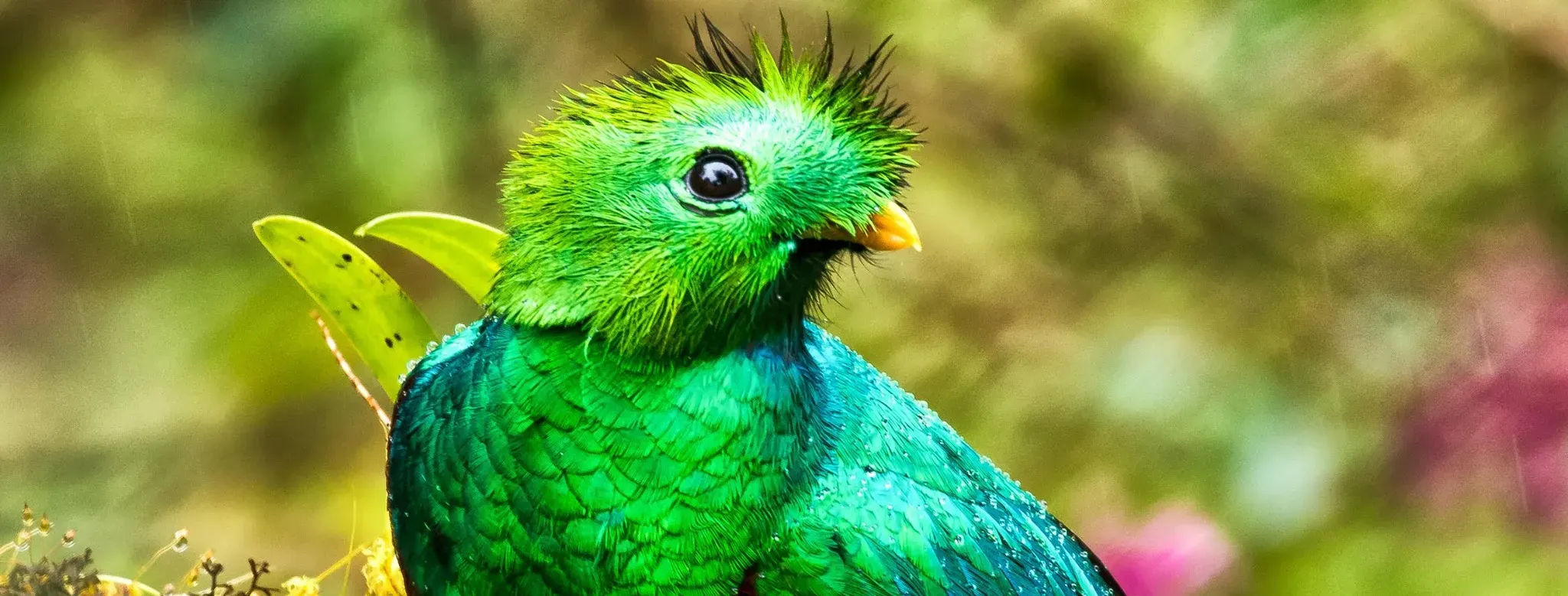A Resplendent Quetzal perched in Costa Rica