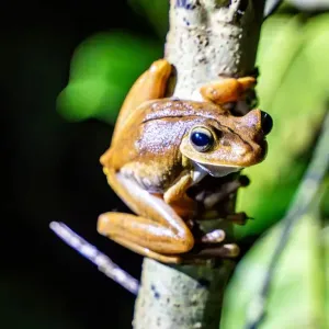 Costa Rica para Amantes del Buceo