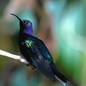 Birdwatching in Costa Rica: un tour ornitologico su misura