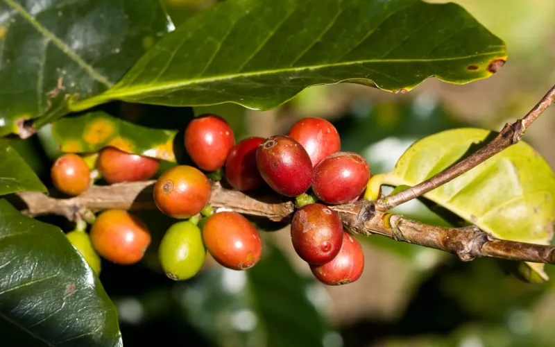 Kaffee in Costa Rica: Von der Plantage in die Tasse
