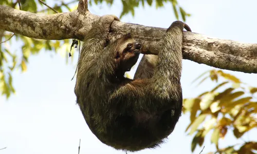 Faultiere in Costa Rica: Wo Sie die gemütlichsten Tiere des Landes entdecken