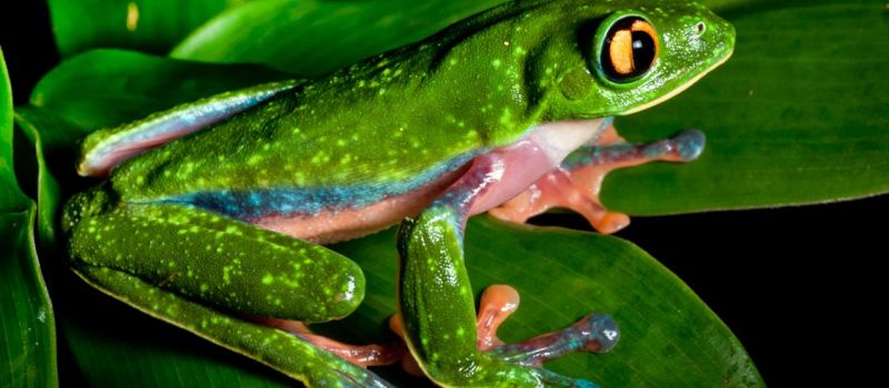 Selva Verde Lodge Rainforest Reserve, Puerto Viejo de Sarapiqui