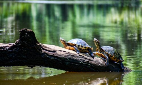 Costa Rica’s Caribbean Coast: Tortuguero, Cahuita & Puerto Viejo