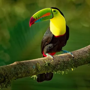 Le voci della foresta: tour di birdwatching in Costa Rica