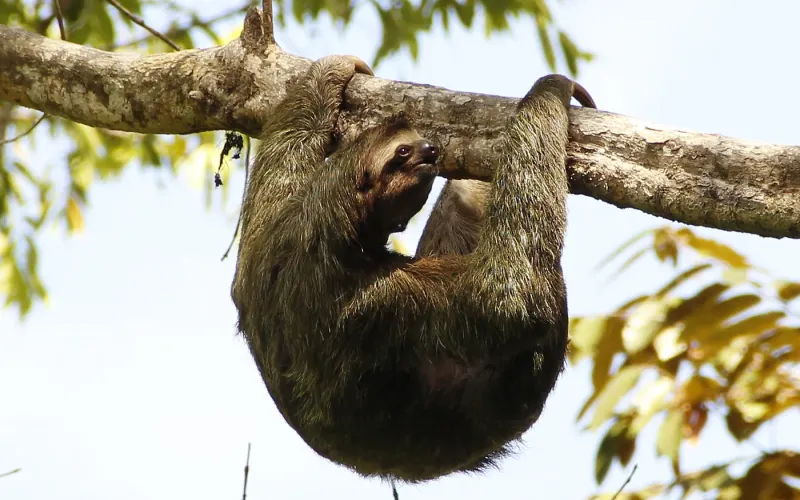 Faultiere in Costa Rica: Wo Sie die gemütlichsten Tiere des Landes entdecken