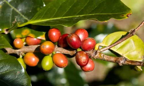 Kaffee in Costa Rica: Von der Plantage in die Tasse