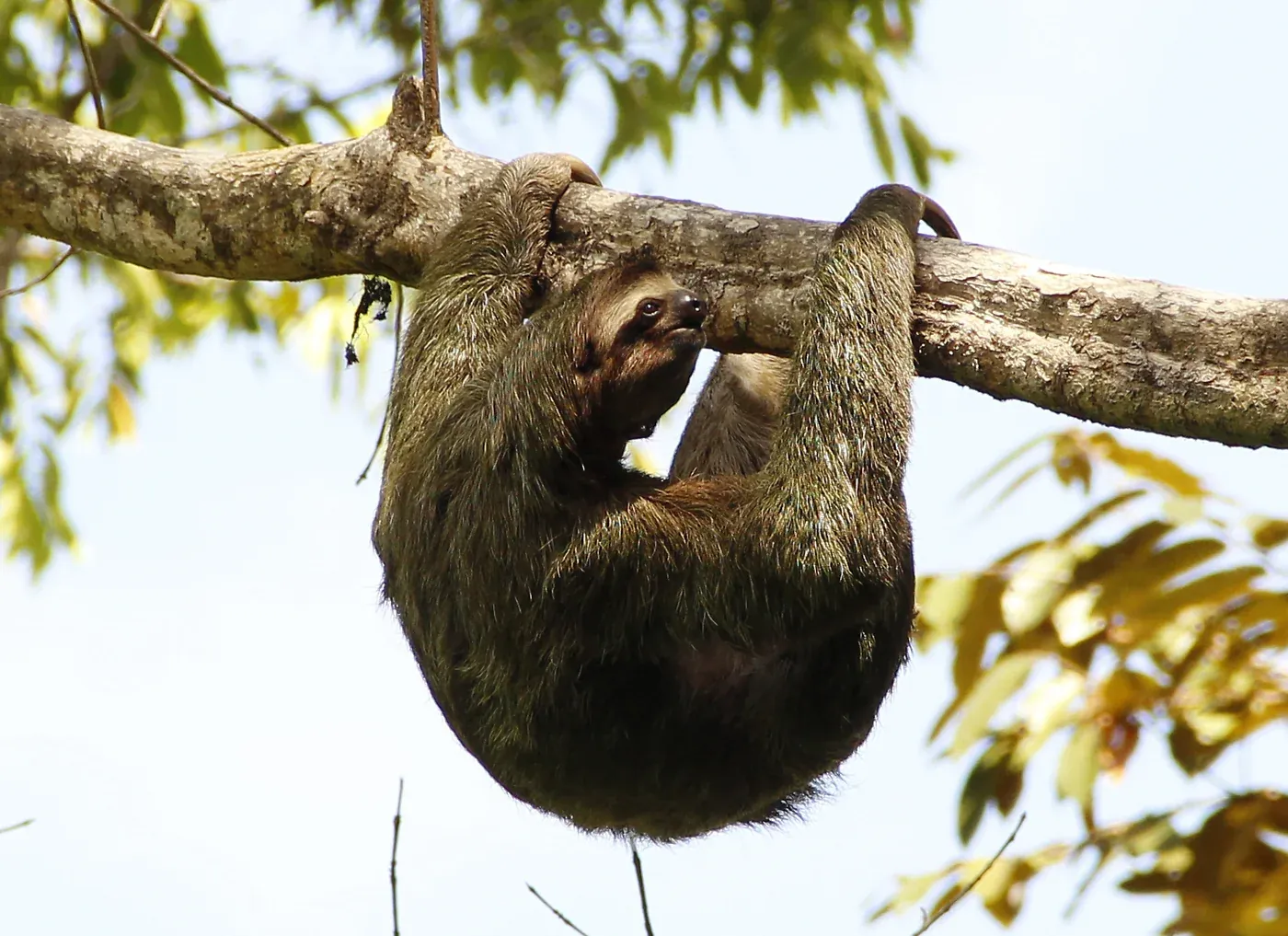 Faultier im Baum, Manuel Antonio, Costa RicaThree-toed sloth in a tree, Manuel Antonio, Costa Rica