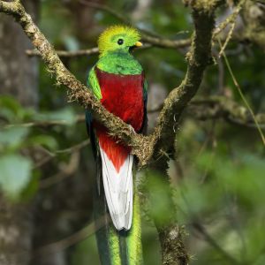 Ontdek de spectaculaire vogelwereld van Costa Rica.