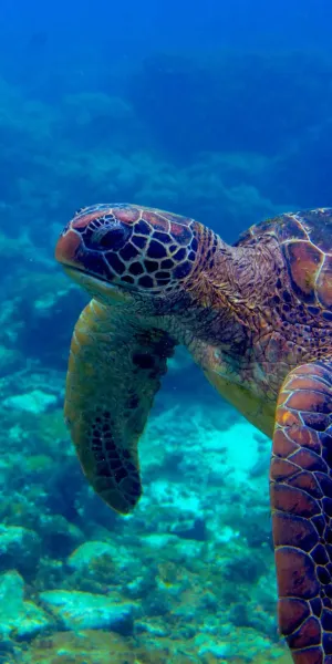 Costa Rica para Amantes del Buceo (14 días)