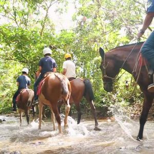 Door de top-vogelgebieden van Costa Rica: hooglanden, nevelwoud en regenwoud