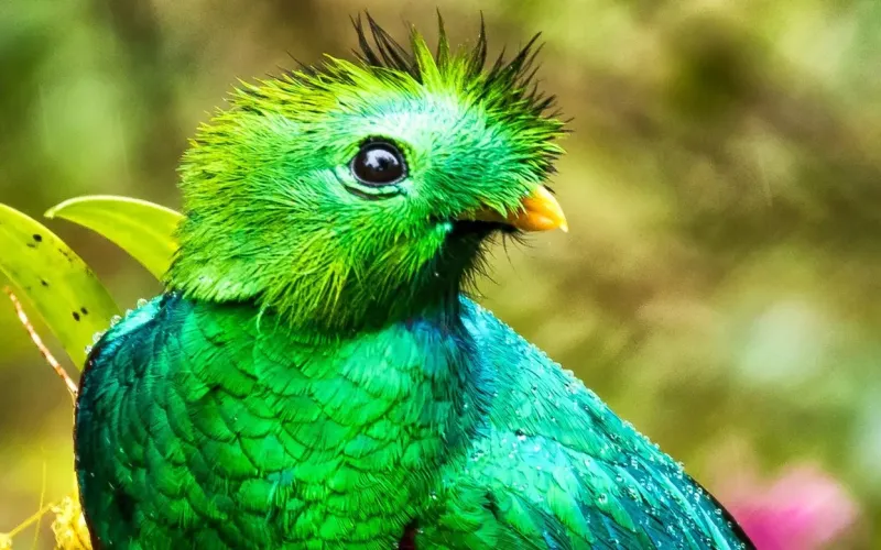 Monteverde: A Guide to Costa Rica’s Cloud Forest