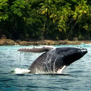 Tour subacqueo in Costa Rica: Arenal, Manuel Antonio & Drake Bay