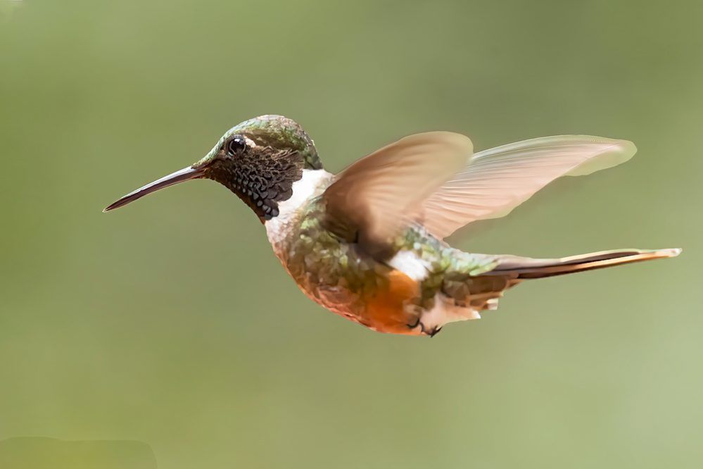 Kleine kolibrie in vlucht in de hooglanden van Costa Rica