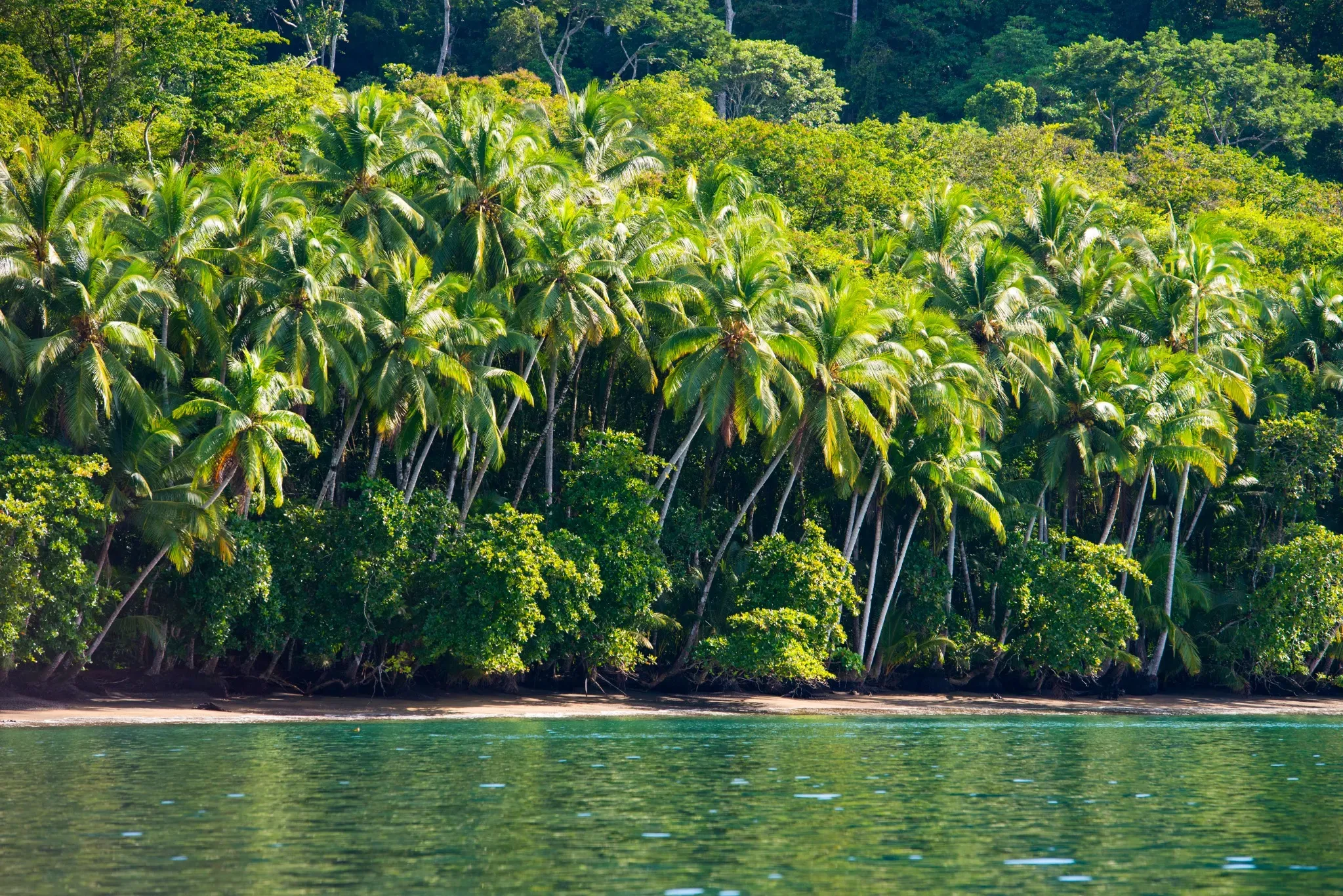 Explore the towering palm trees of Corcovado, Costa Rica, with CRSTOURS.