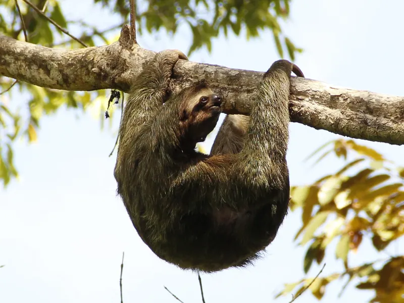 Faultiere in Costa Rica: Wo Sie die gemütlichsten Tiere des Landes entdecken