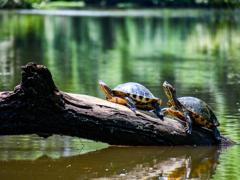Ultimate Costa Rica Family Adventure