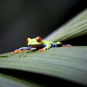 Door de top-vogelgebieden van Costa Rica: hooglanden, nevelwoud en regenwoud